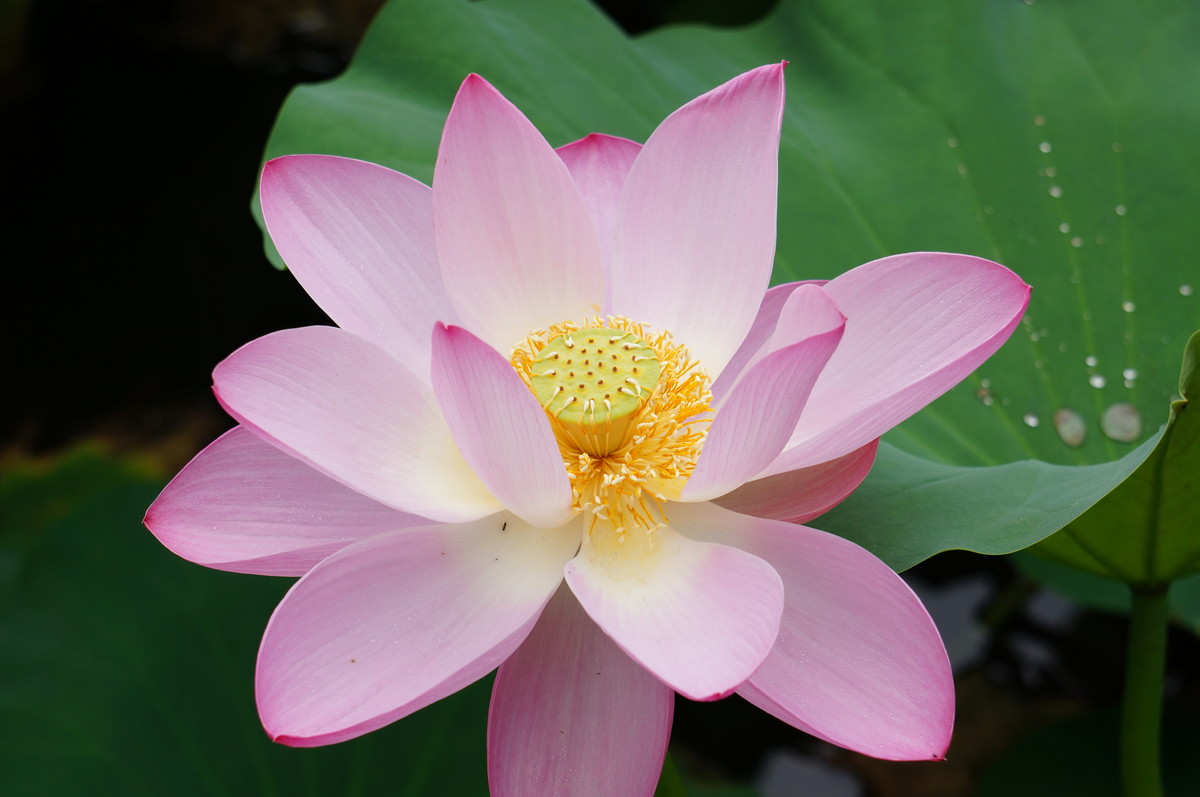 北海公园的荷花真是漂亮！