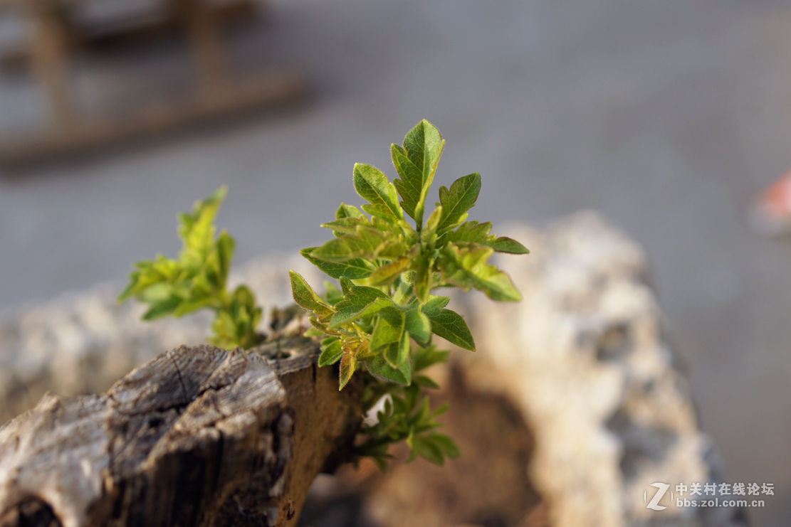 老机老头老头拍片