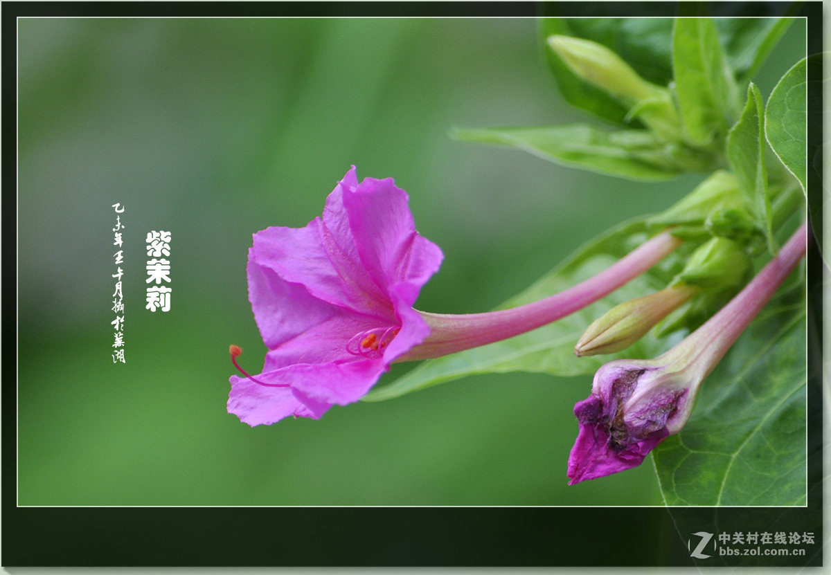 多彩的紫茉莉