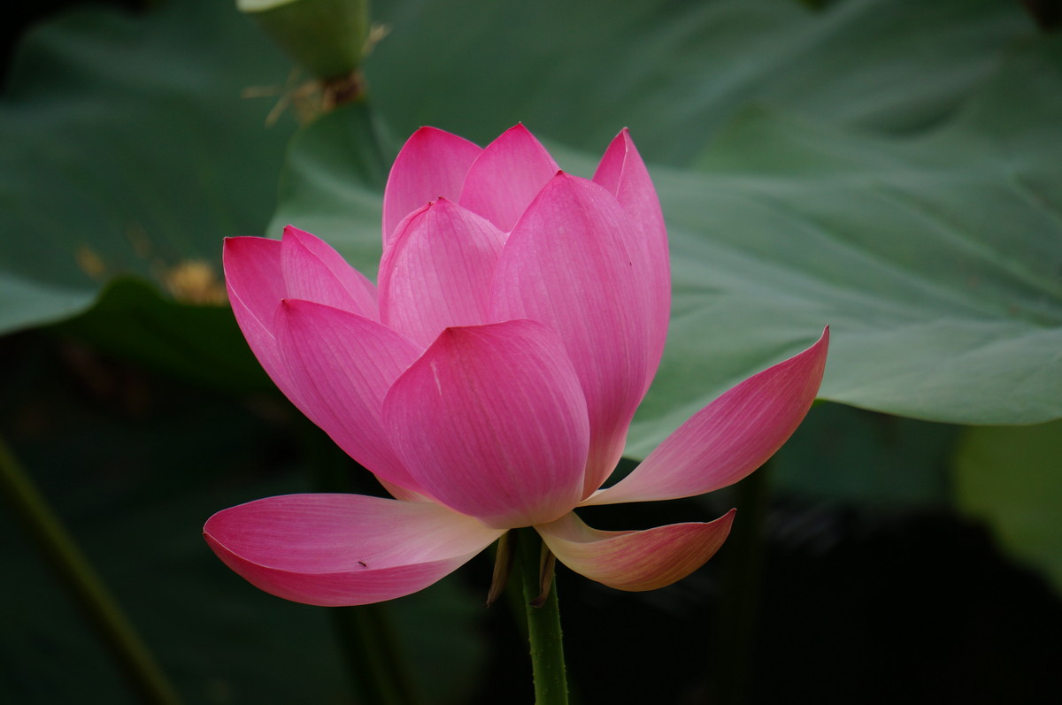 北海公园的荷花真是漂亮！