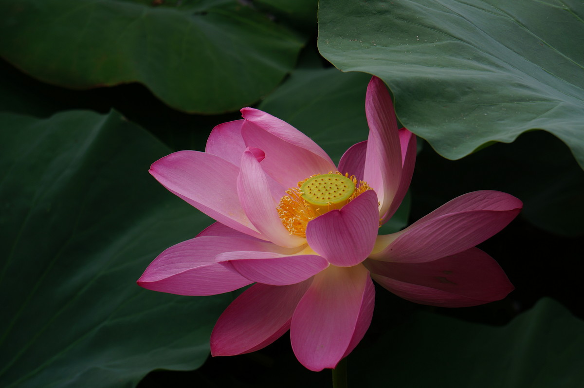 北海公园的荷花真是漂亮！