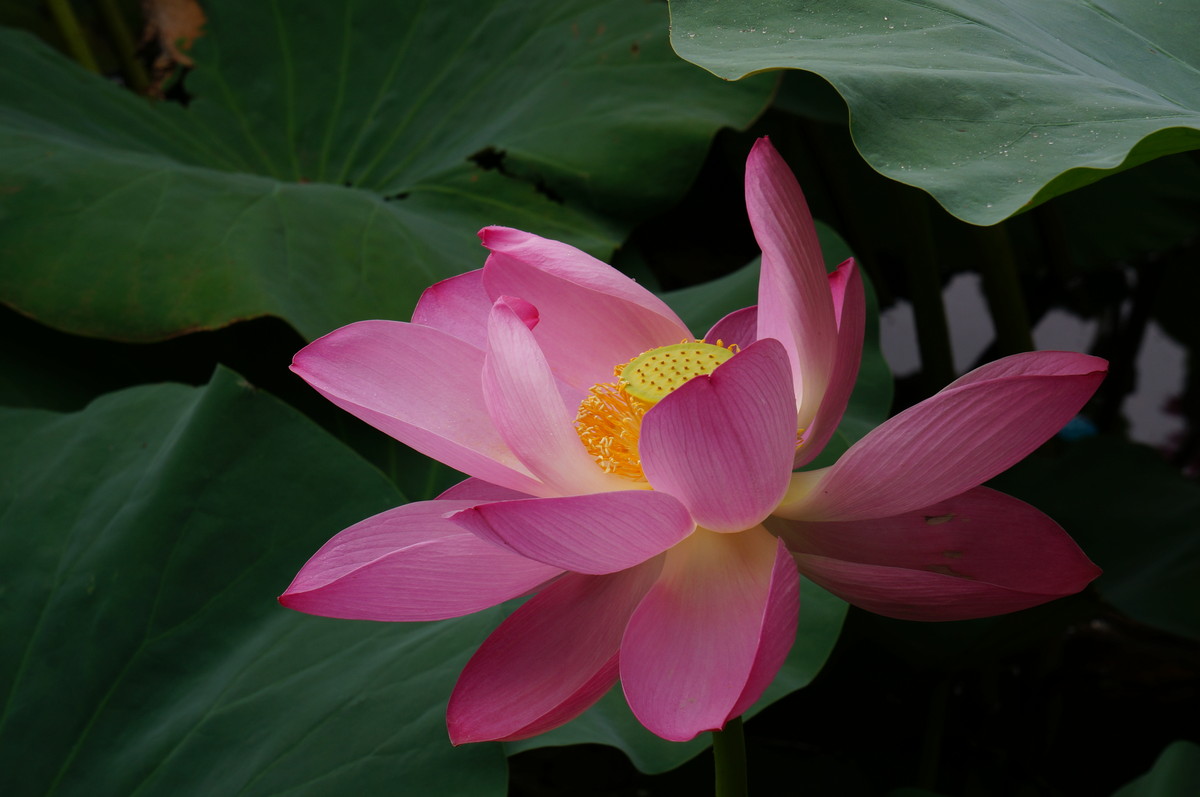 北海公园的荷花真是漂亮！