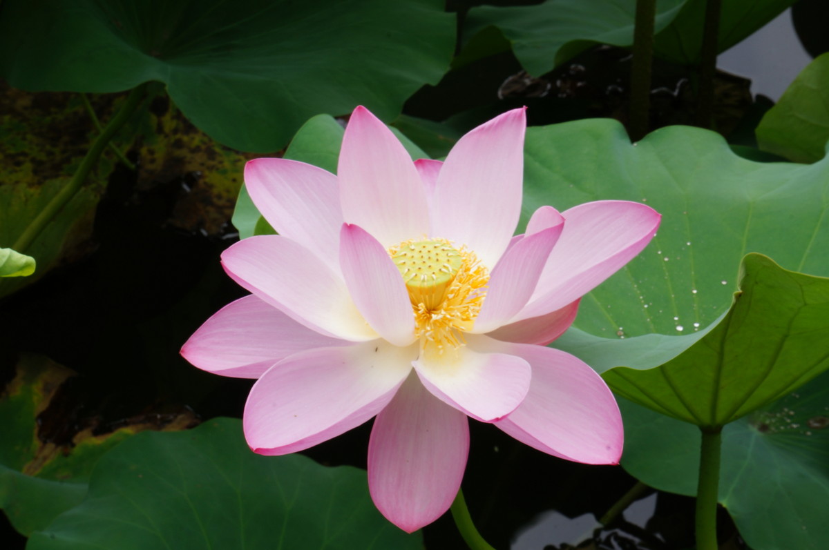 北海公园的荷花真是漂亮！