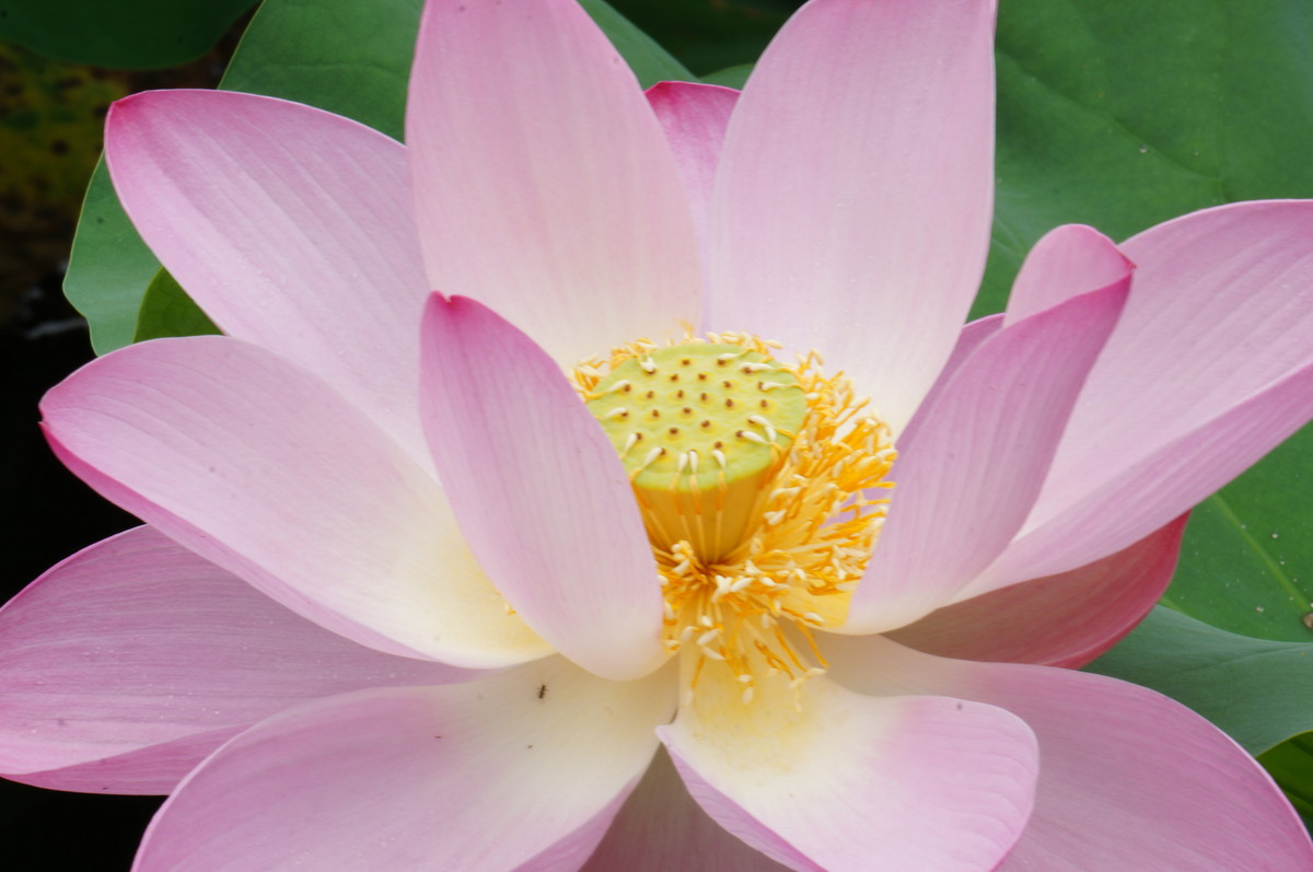 北海公园的荷花真是漂亮！