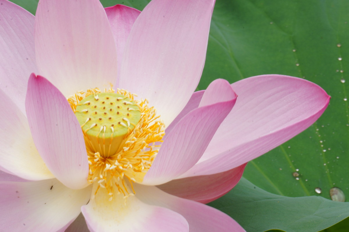 北海公园的荷花真是漂亮！