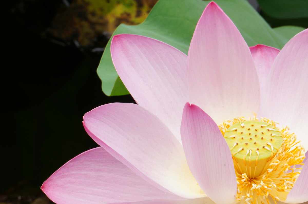 北海公园的荷花真是漂亮！