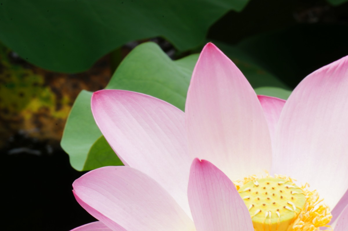 北海公园的荷花真是漂亮！