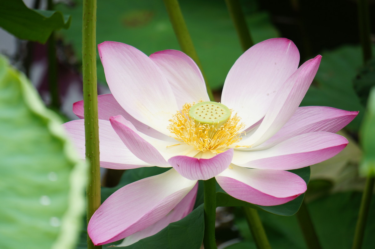 北海公园的荷花真是漂亮！