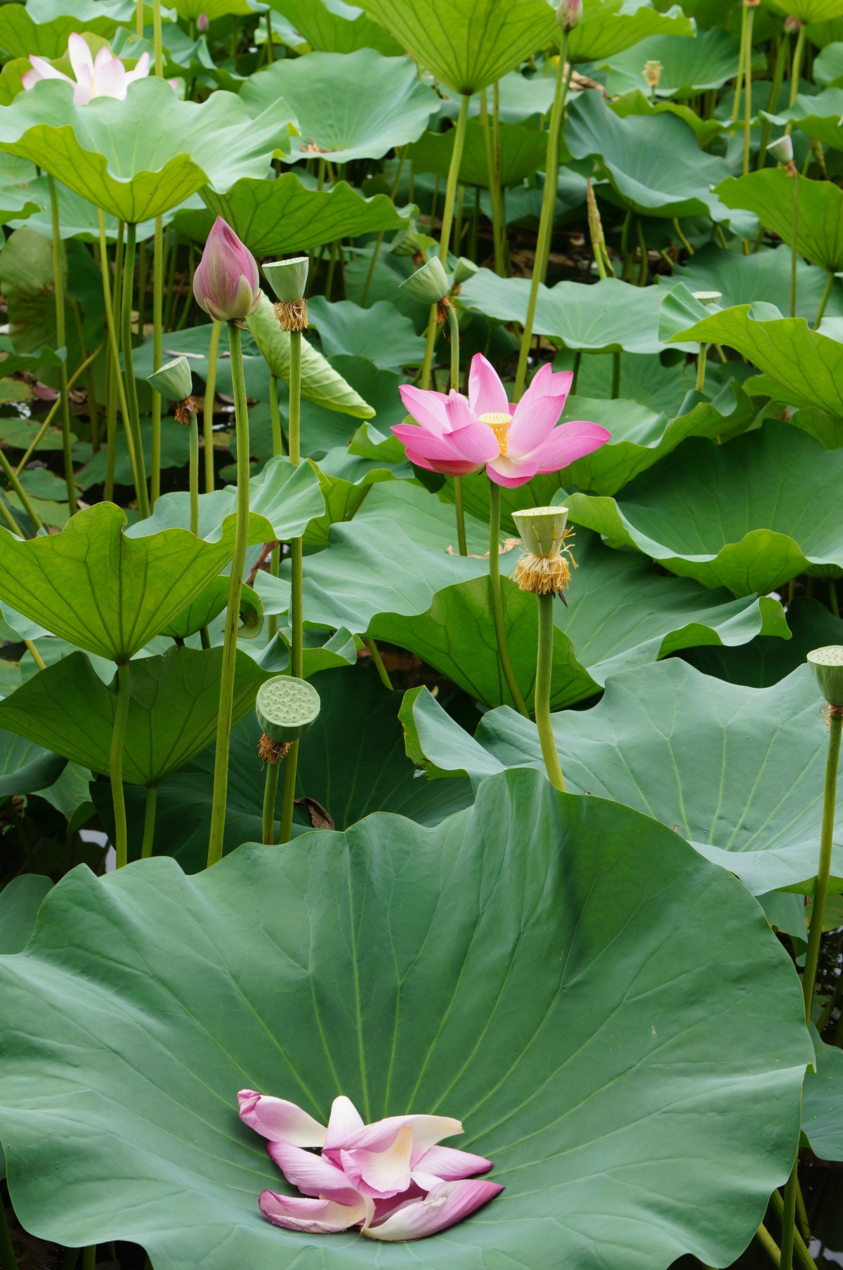 北海公园的荷花真是漂亮！