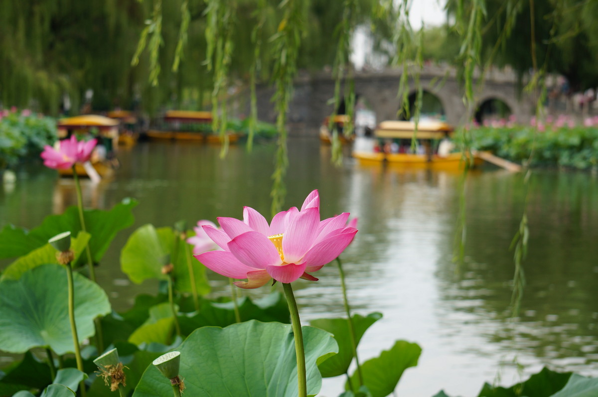 北海公园的荷花真是漂亮！