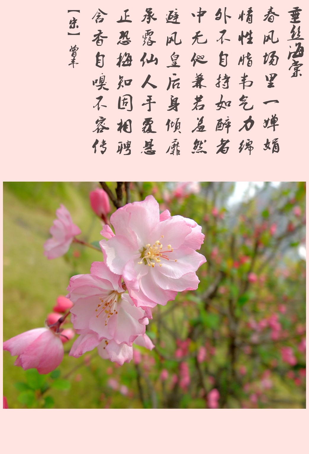 海棠花的样子描述图片