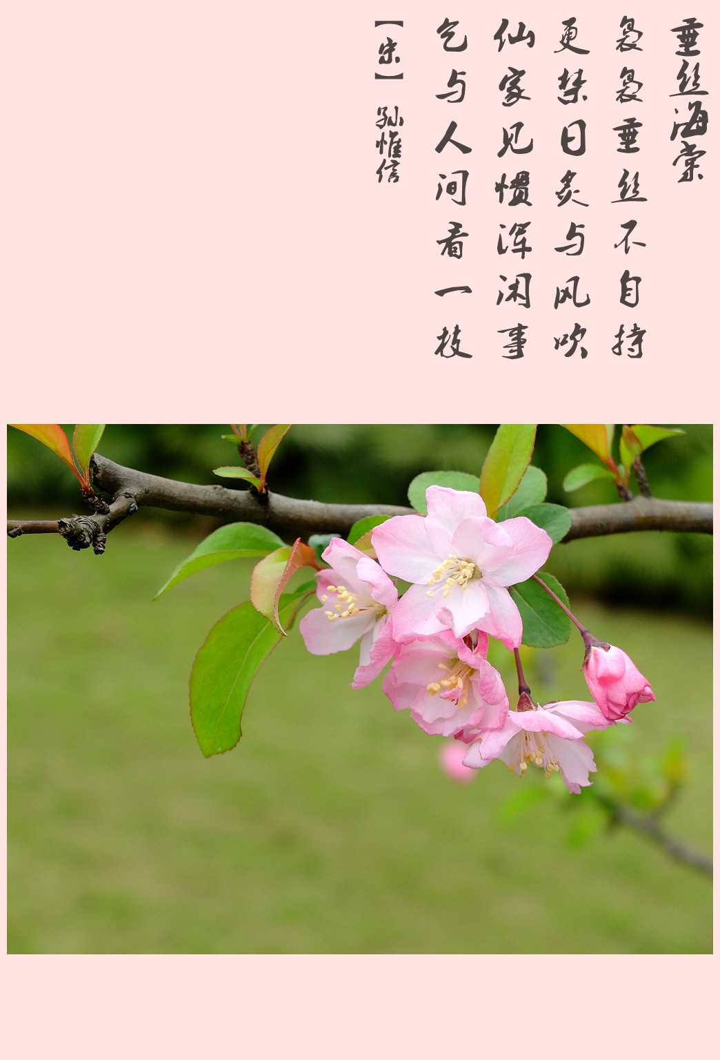 描写海棠花的诗句图片