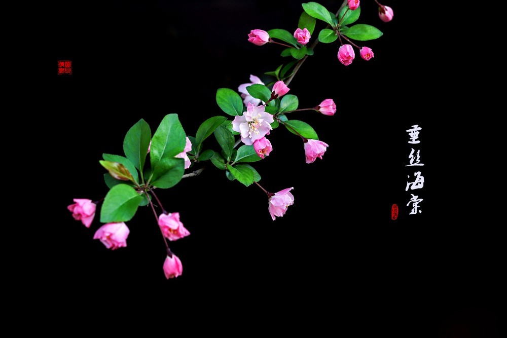 垂丝海棠