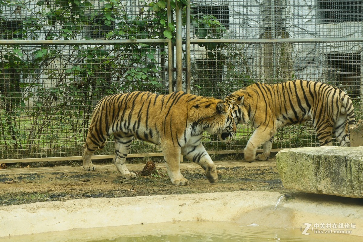 动物园站着老虎摄影图高清摄影大图-千库网