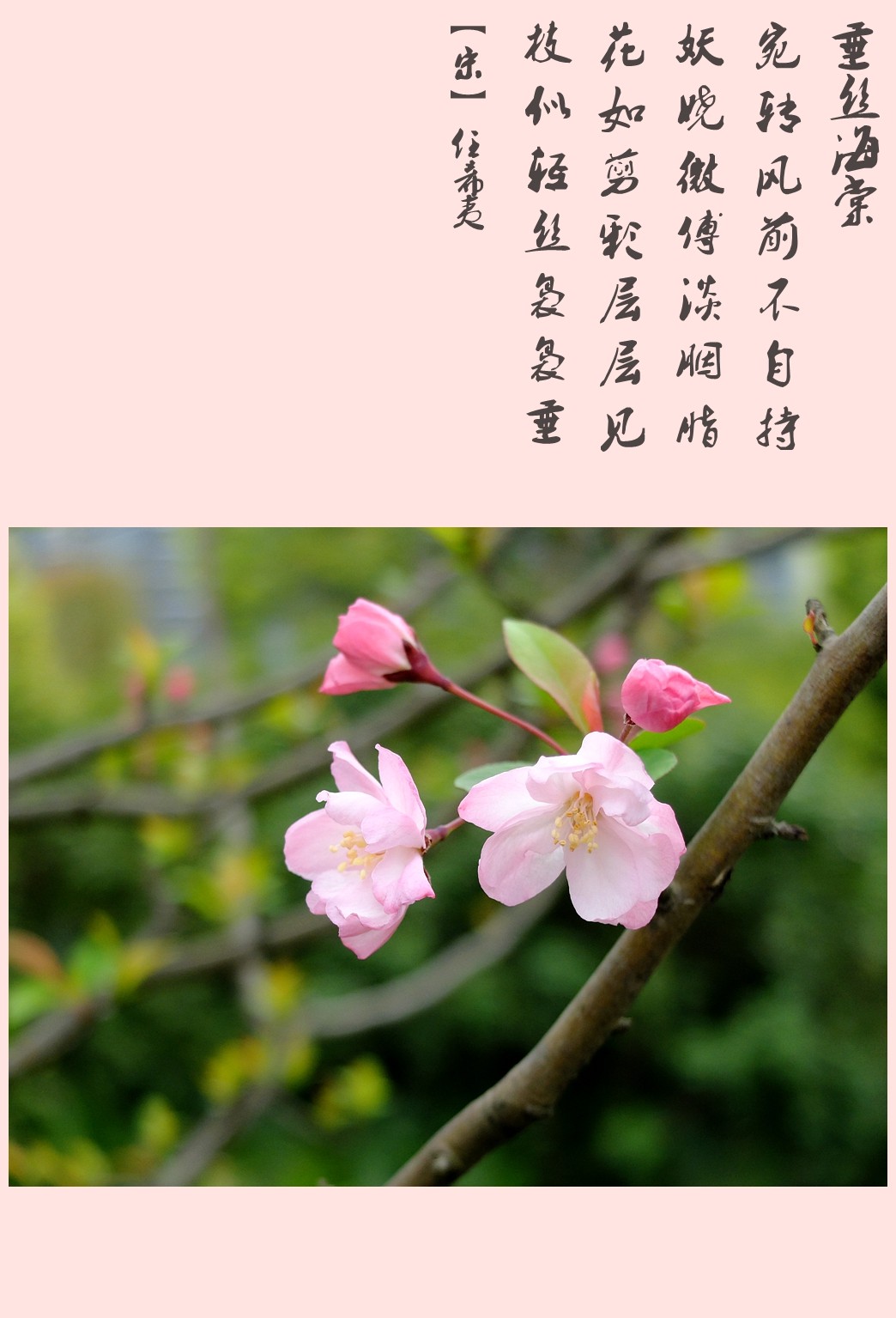 海棠花花语寓意图片