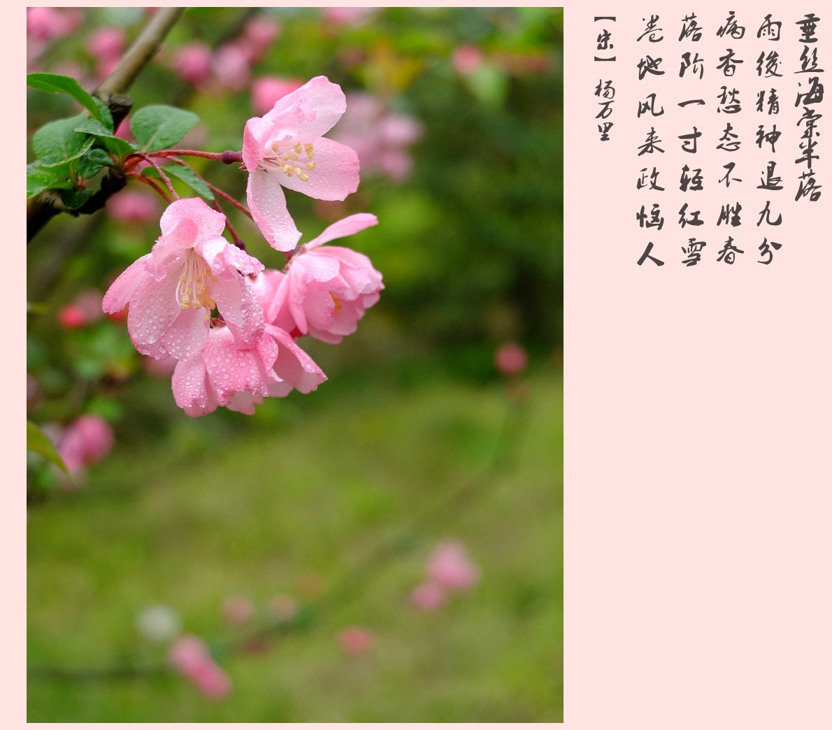 海棠花姿态描写图片