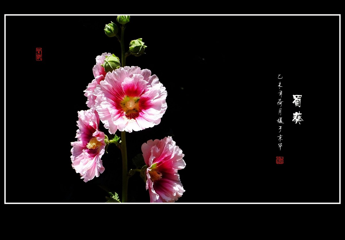 多姿多彩的蜀葵
