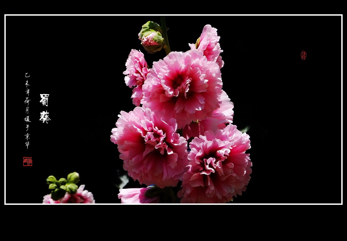 多姿多彩的蜀葵