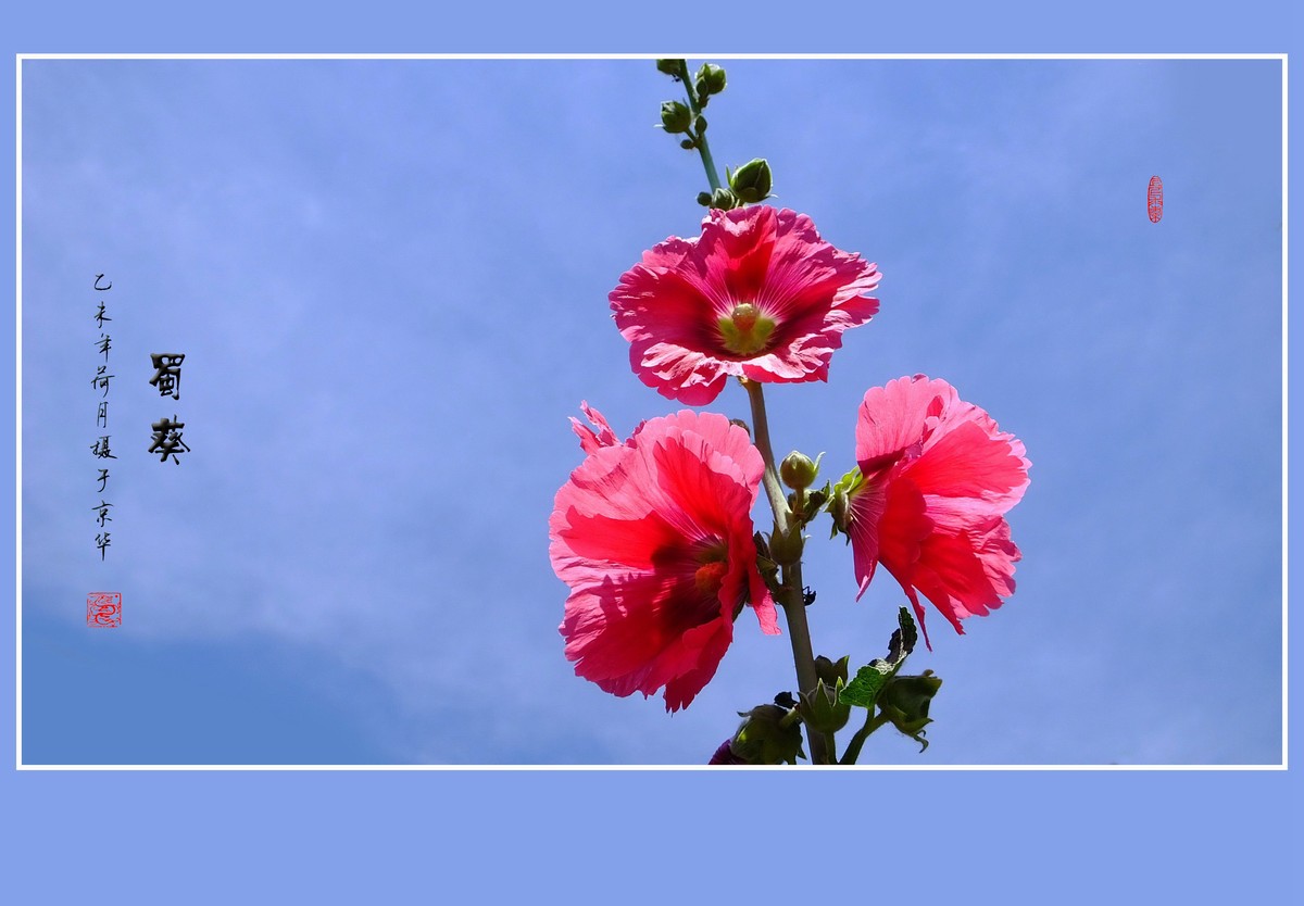 多姿多彩的蜀葵