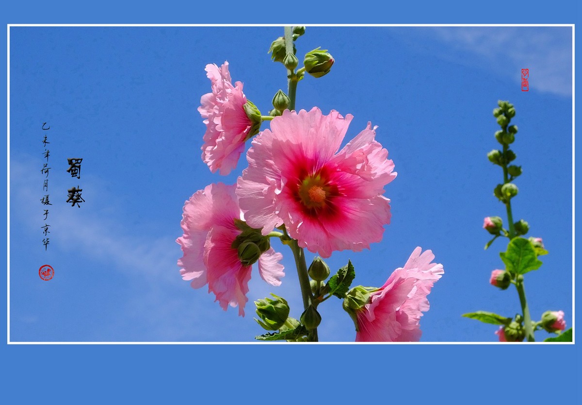 多姿多彩的蜀葵