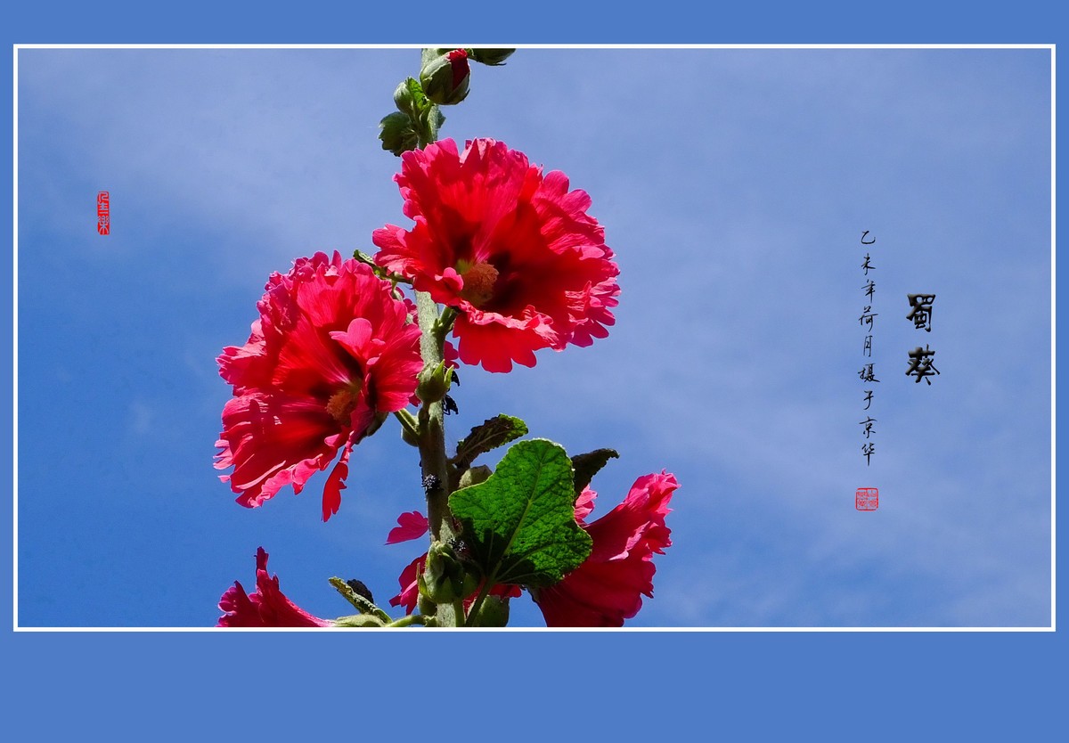 多姿多彩的蜀葵