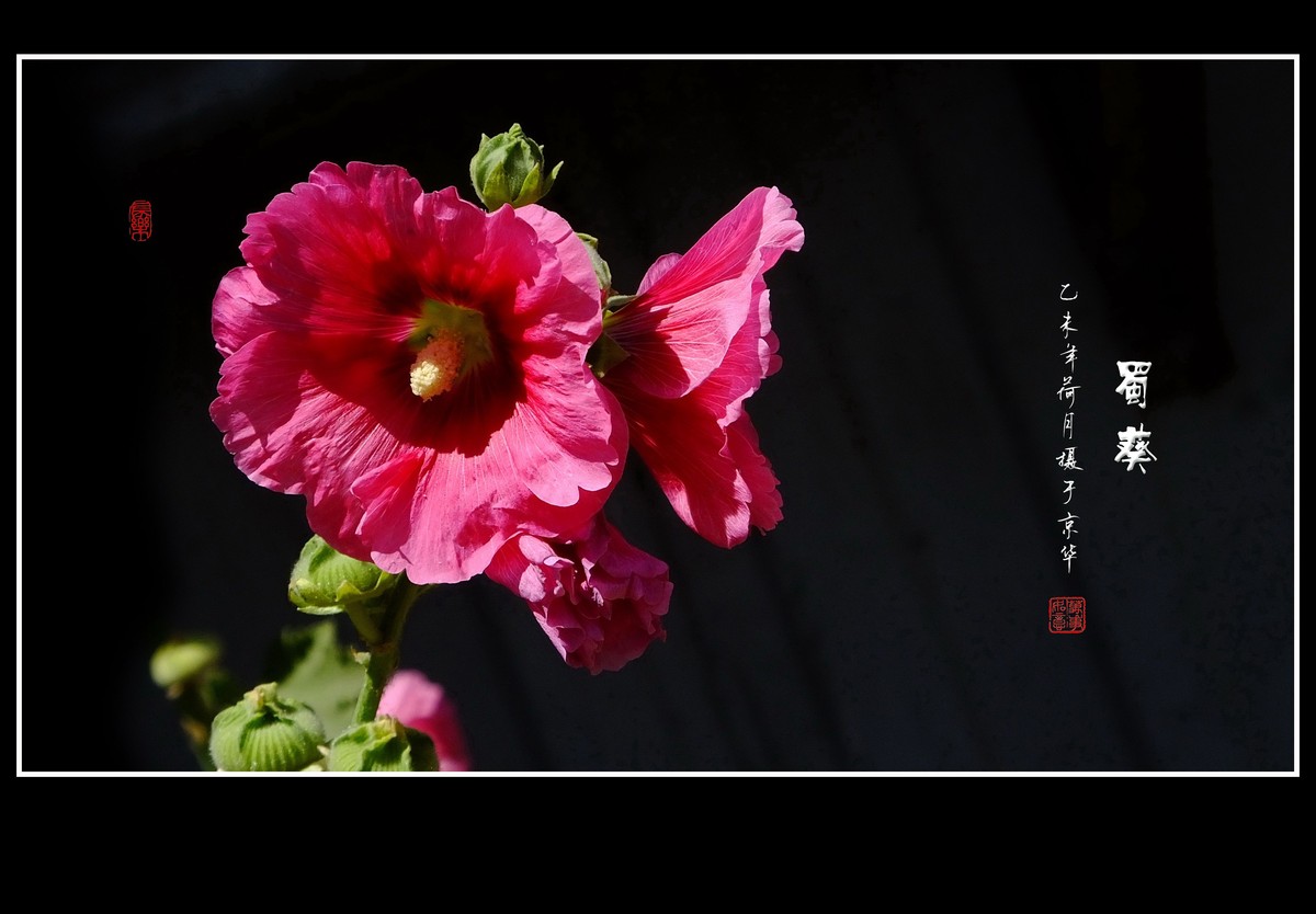 多姿多彩的蜀葵