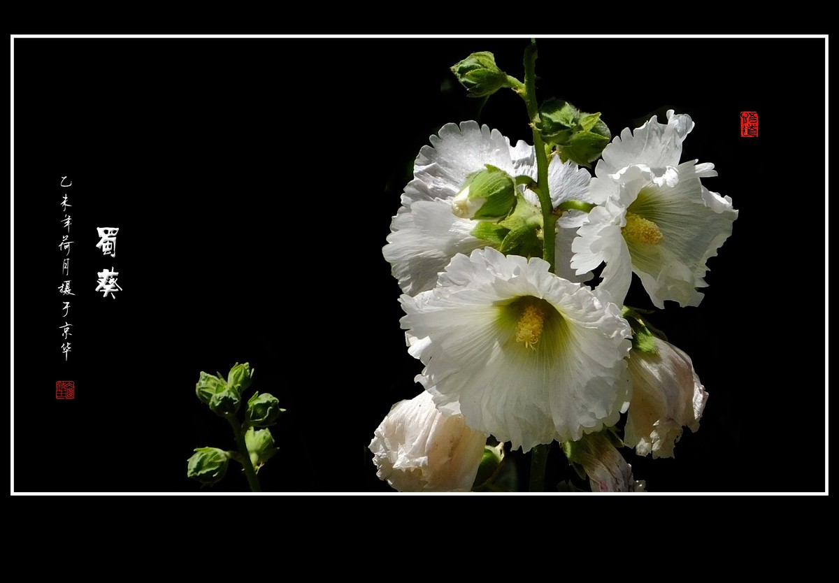 多姿多彩的蜀葵