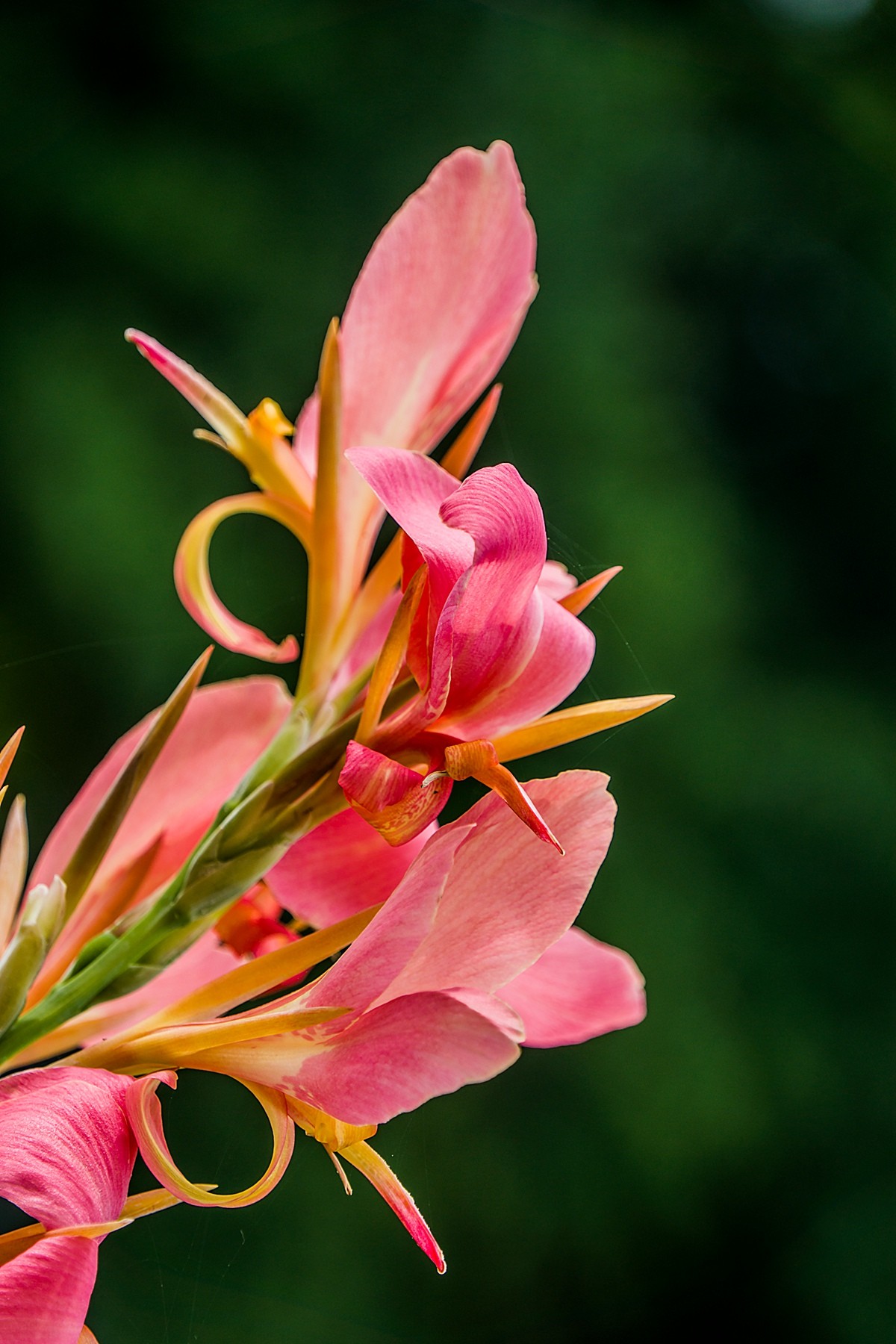 风姿绰约美人蕉-中关村在线摄影论坛