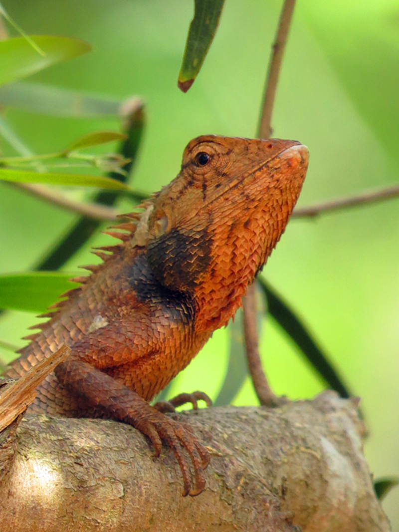 马鬃蛇新姿彩3完