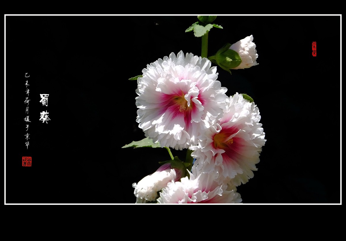 多姿多彩的蜀葵