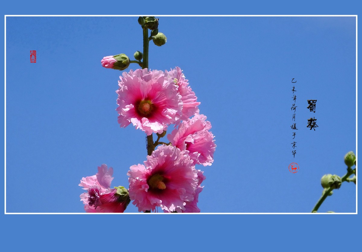 多姿多彩的蜀葵