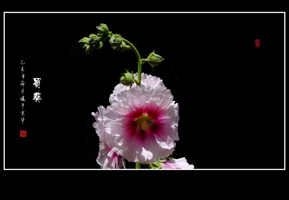 多姿多彩的蜀葵