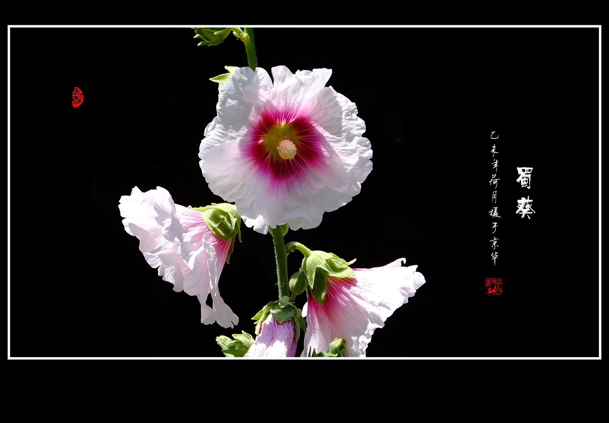 多姿多彩的蜀葵