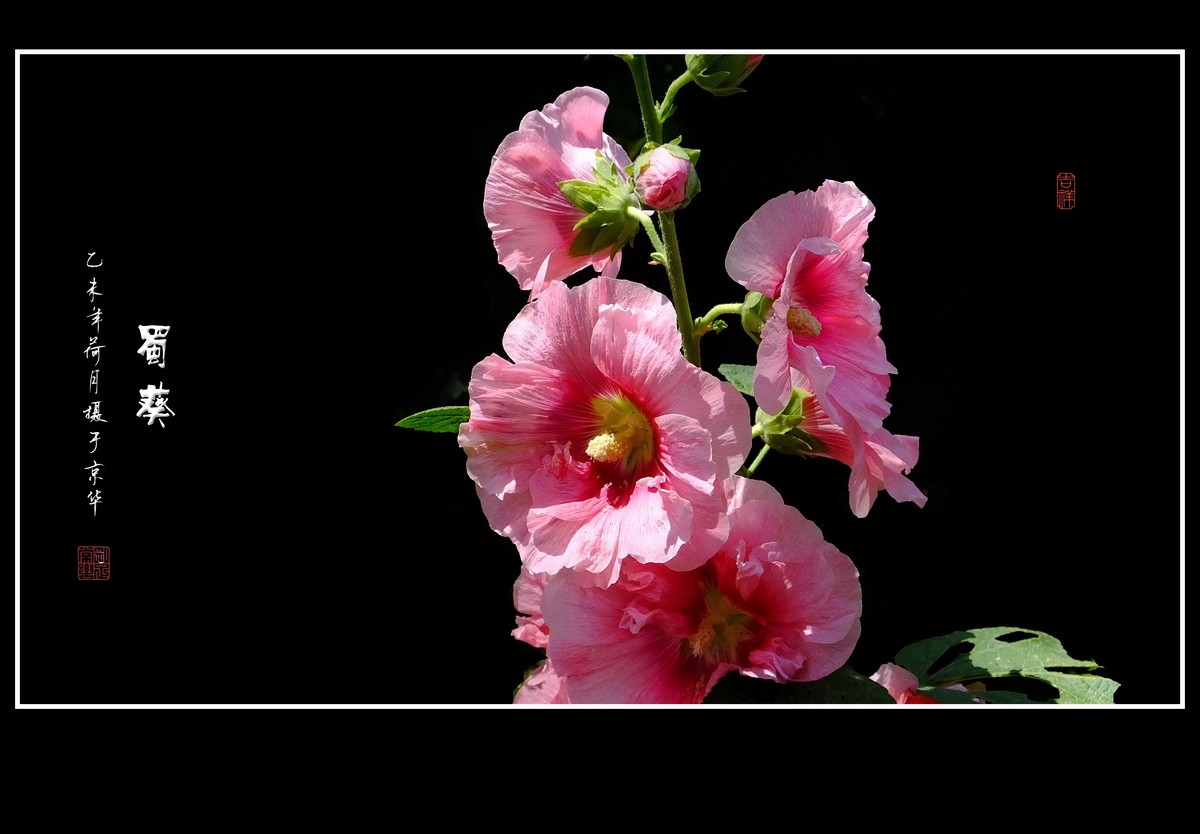 多姿多彩的蜀葵