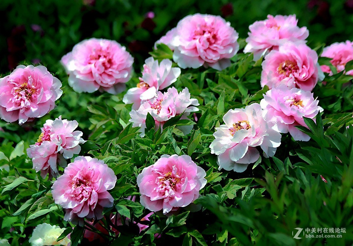 晋祠公园学拍 牡丹花【三】