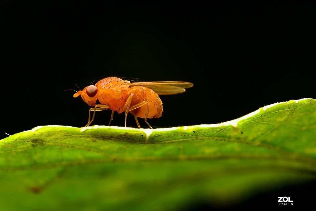 #版主坐堂#2020年4月份精华作品集锦