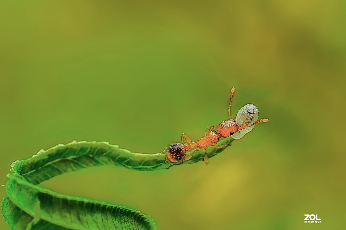 #版主坐堂#2020年4月份精华作品集锦