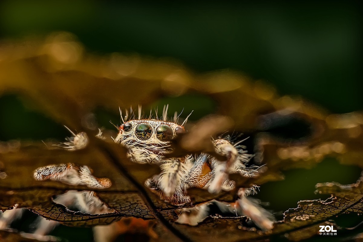 #版主坐堂#2020年4月份精华作品集锦