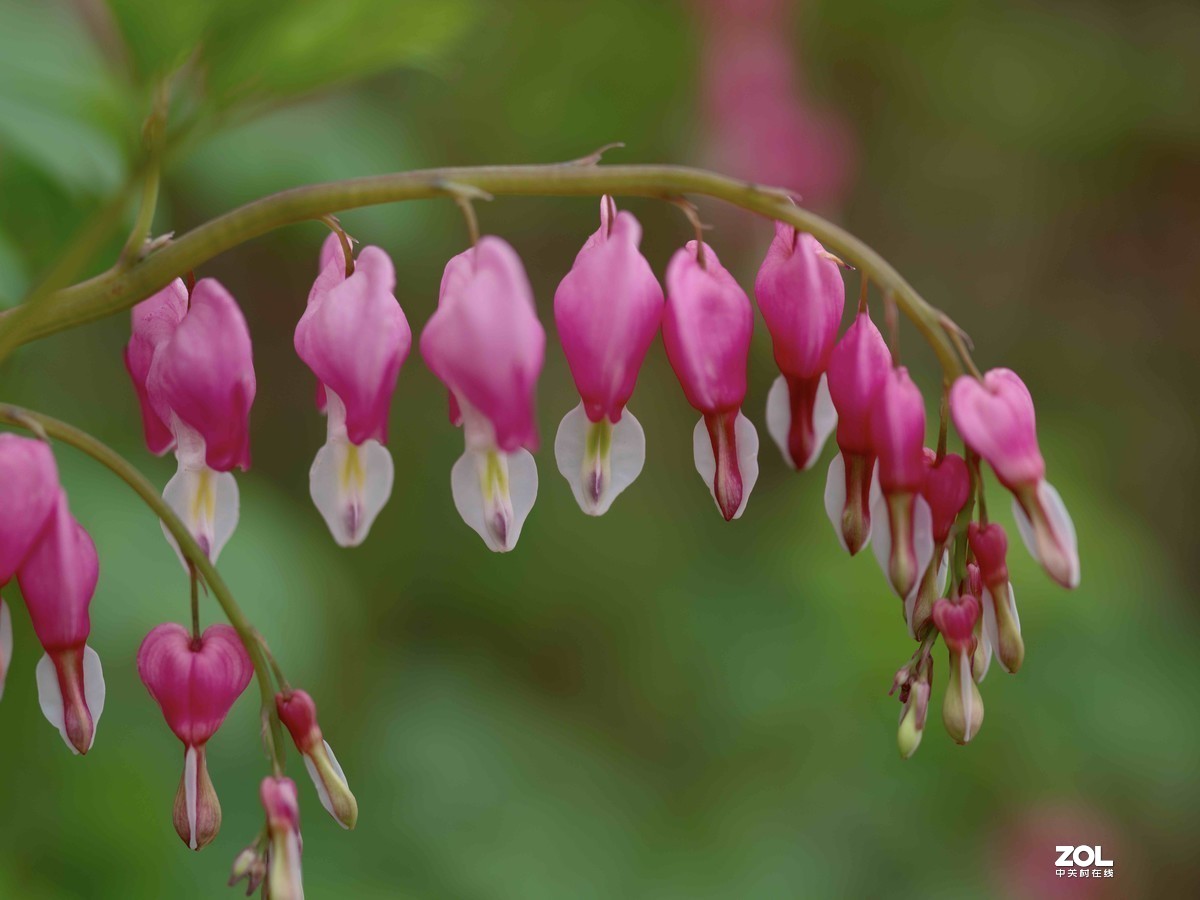 #版主坐堂#2020年4月份精华作品集锦