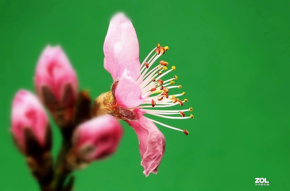 #版主坐堂#2020年4月份精华作品集锦