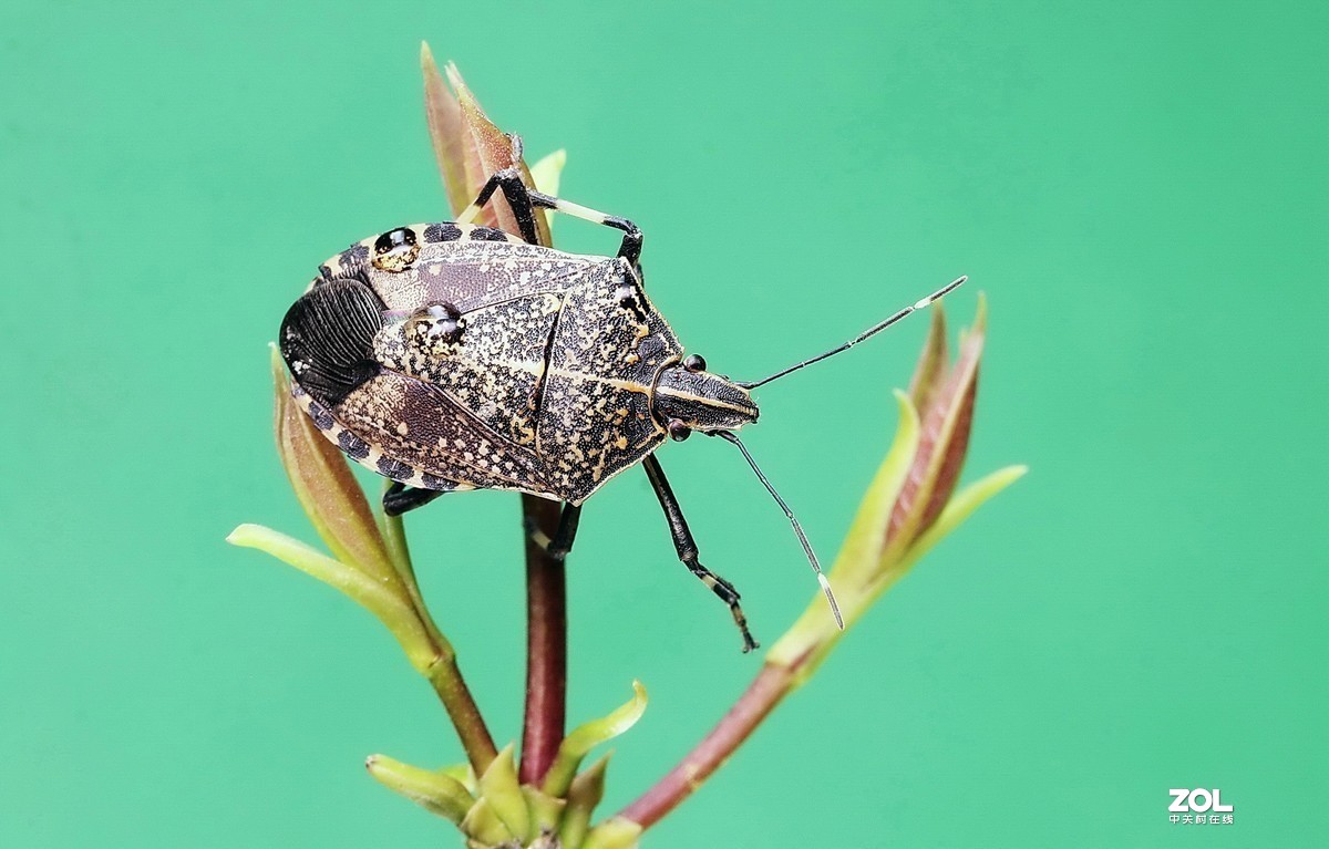 #版主坐堂#2020年4月份精华作品集锦