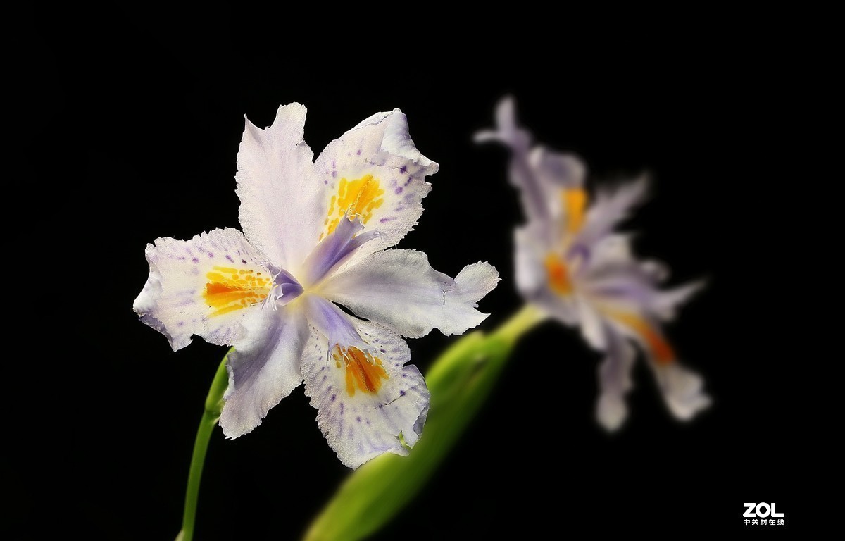 #版主坐堂#2020年4月份精华作品集锦