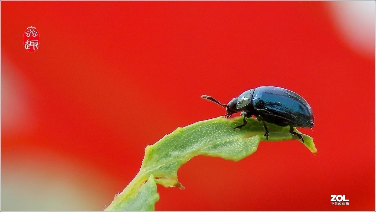 #版主坐堂#2020年4月份精华作品集锦