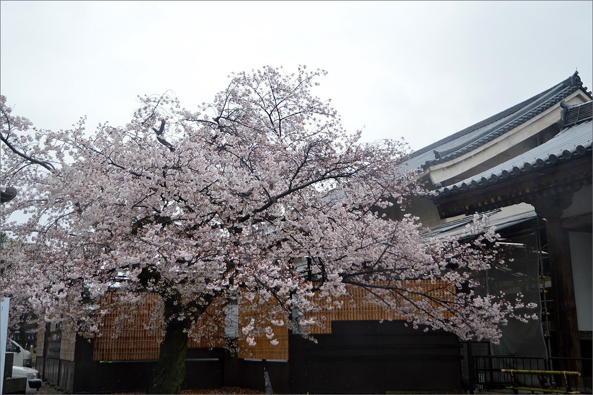 小个蜜蜂：京都东寺游拍（0501）