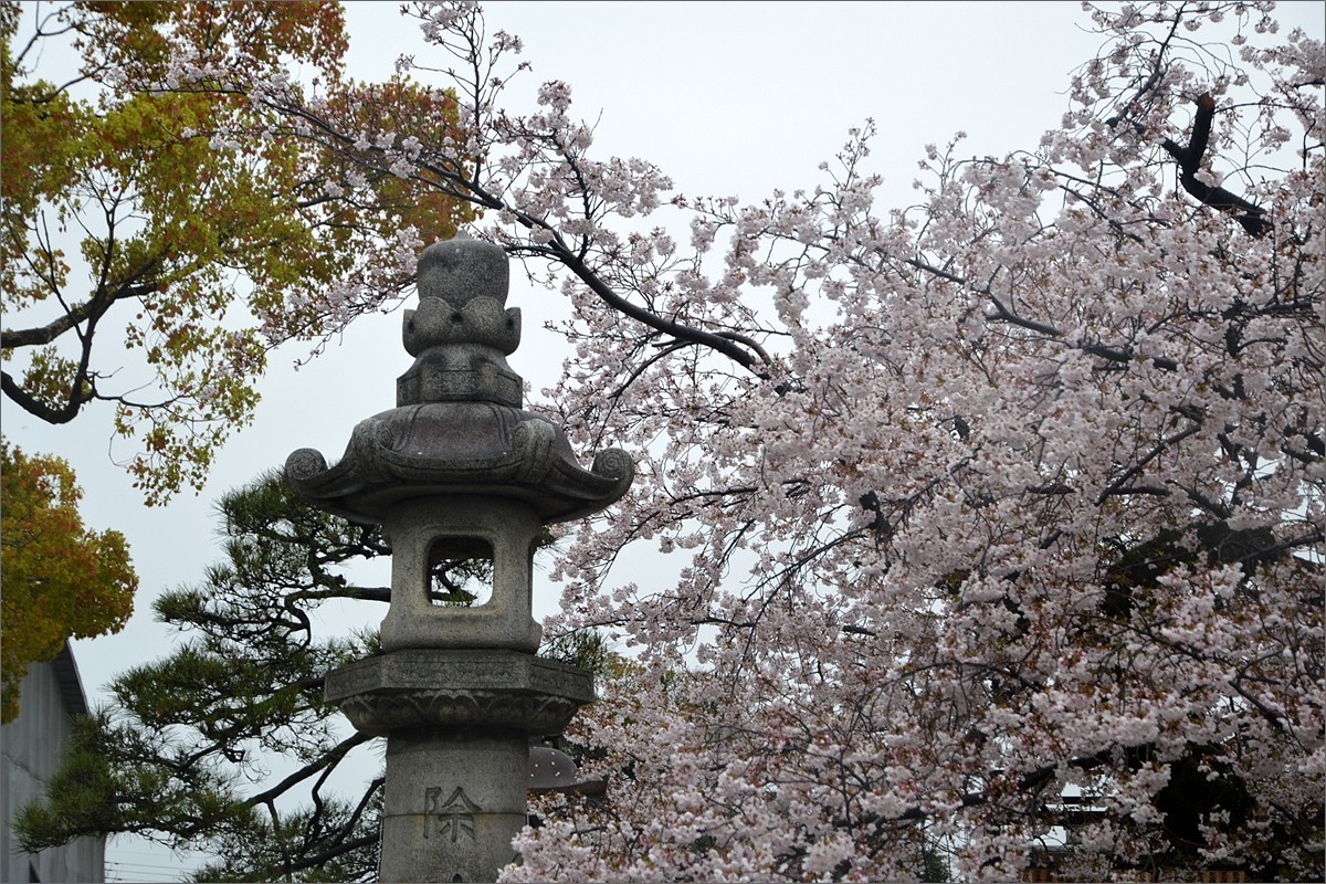 小个蜜蜂：京都东寺游拍（0501）
