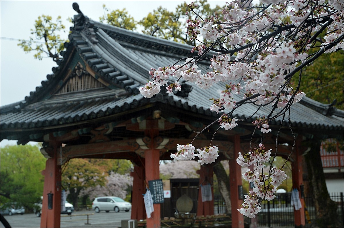 小个蜜蜂：京都东寺游拍（0501）