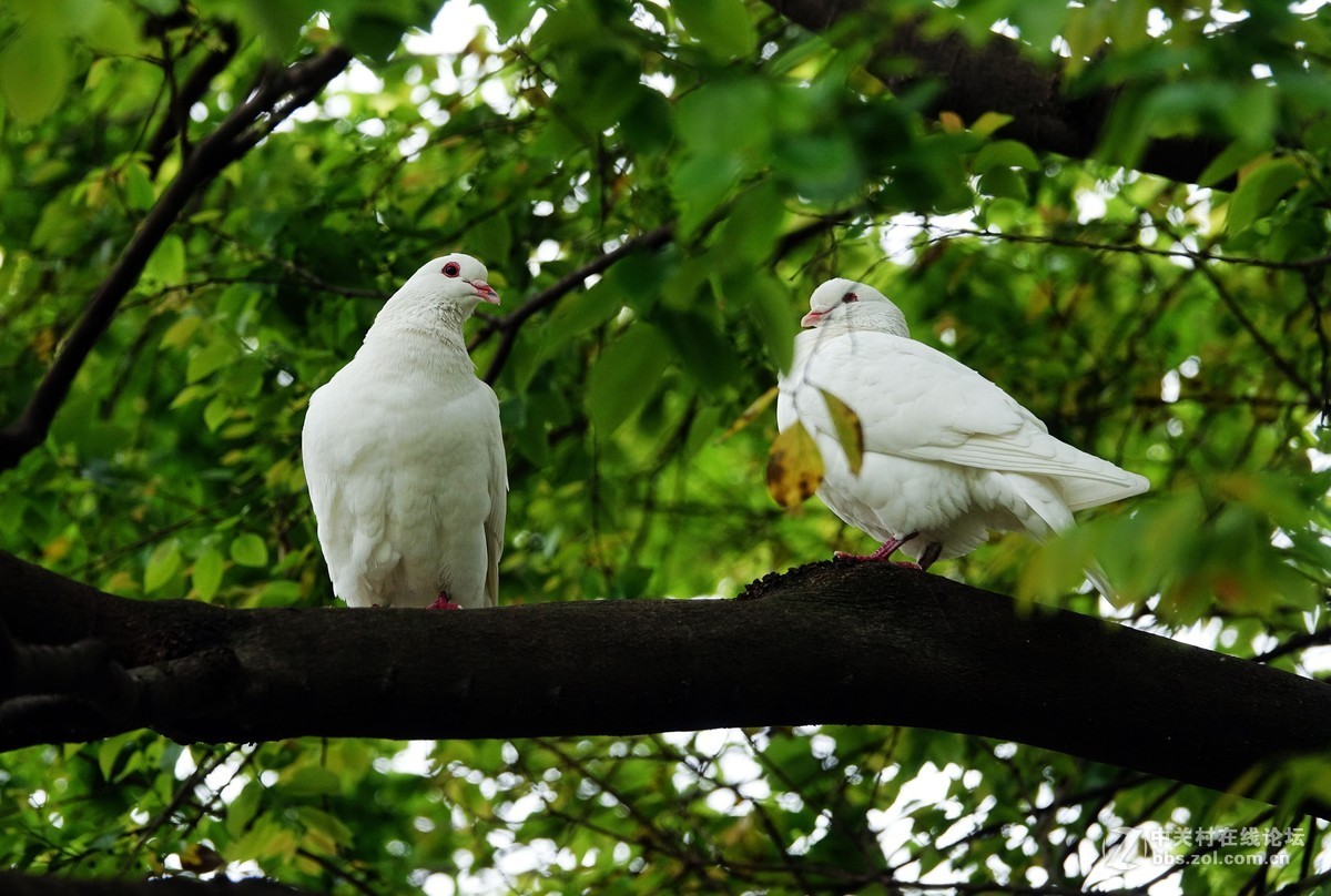 树上的白鸽子26