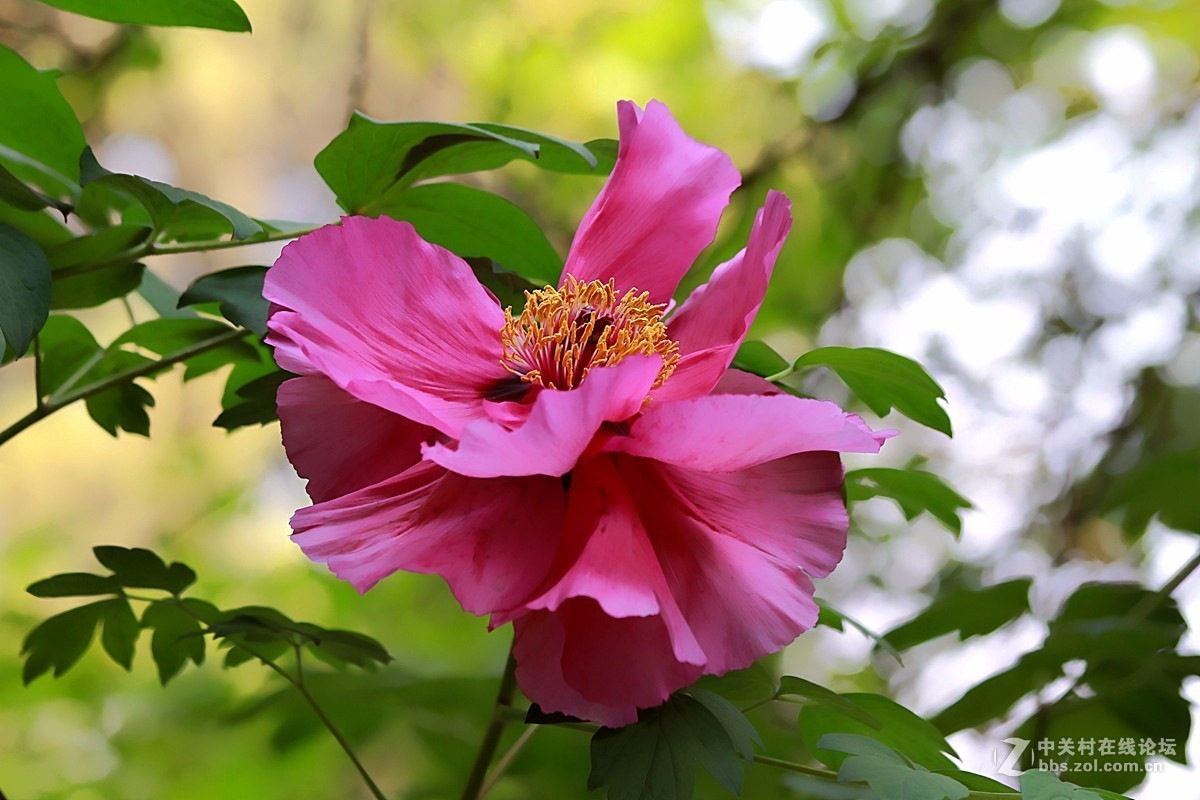 晋祠公园学拍 牡丹花【三】