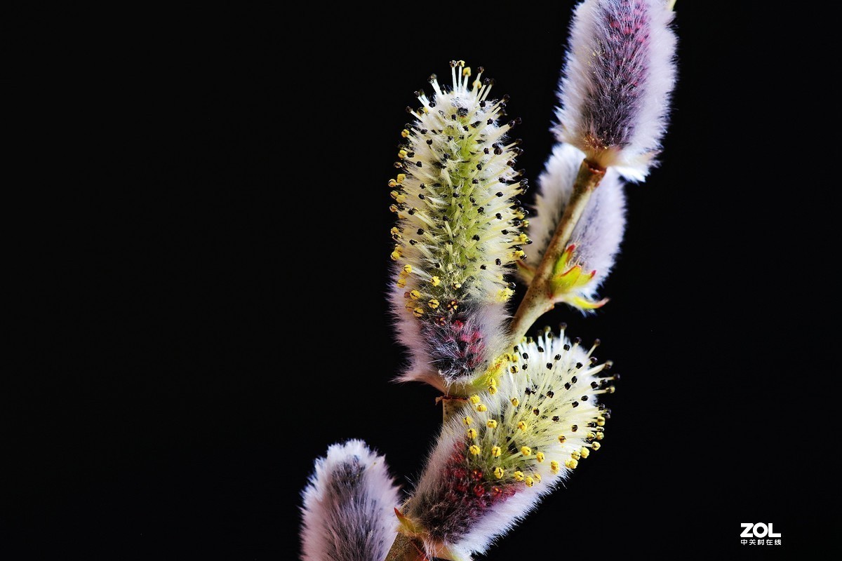 #版主坐堂#2020年4月份精华作品集锦