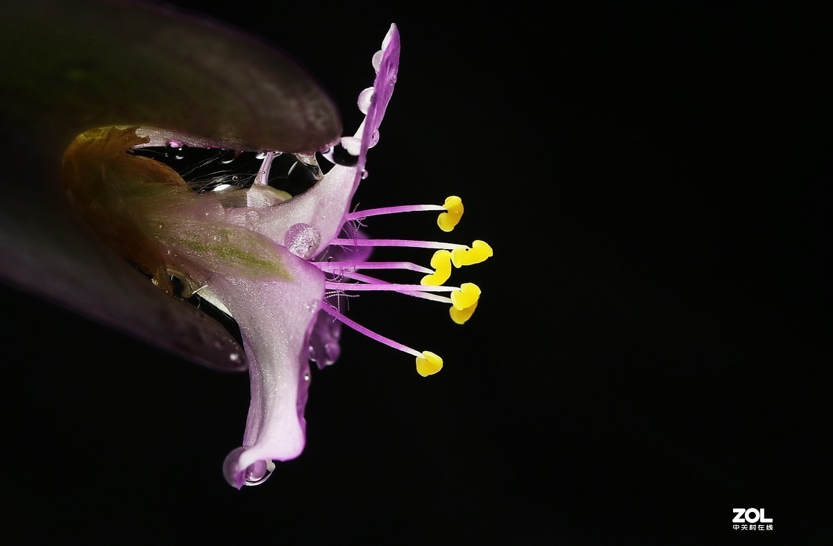 #版主坐堂#2020年4月份精华作品集锦